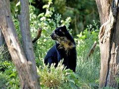 149 BIO PARC DE DOUE LA FONTAINE 5- 2016_000012